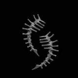 Silver Spine Bone Ear Clip